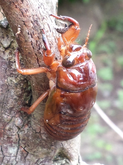セミの幼虫
