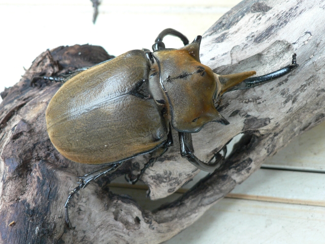 エレファスゾウカブトムシ
