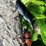 クワガタムシとカブトムシ
