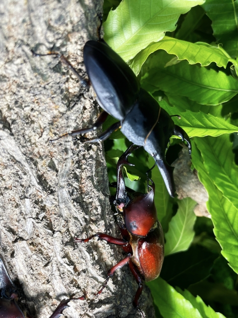 クワガタムシとカブトムシ