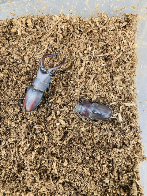ノコギリクワガタつがい