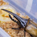 ヘラクレスオオカブトムシ