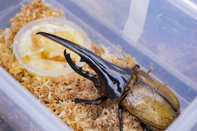 ヘラクレスオオカブトムシ