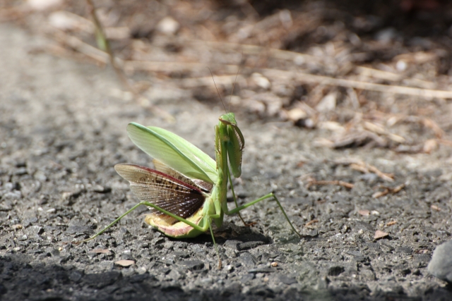カマキリ威嚇
