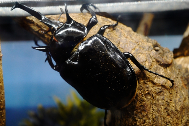 マルスゾウカブトムシ