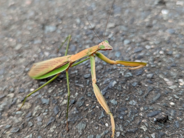 大カマキリ茶色