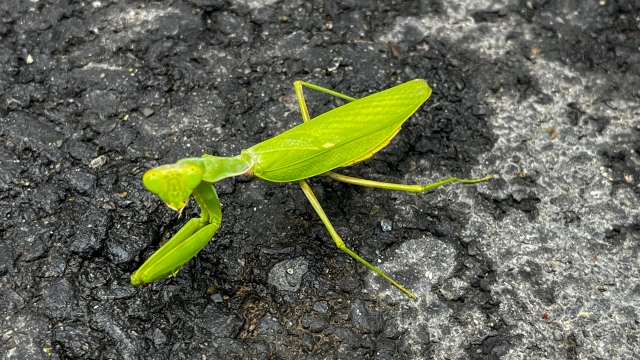 ハラビロカマキリ