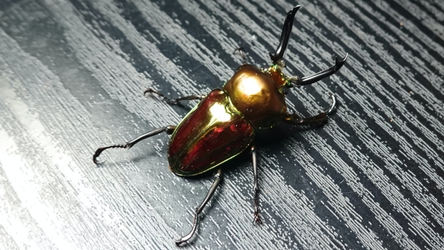 ニジイロクワガタ