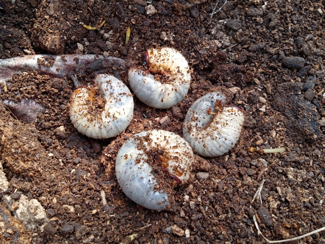 カブトムシの幼虫