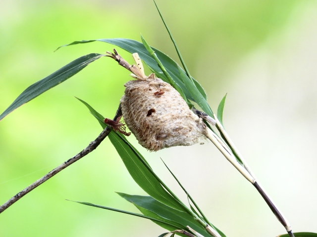 カマキリの卵