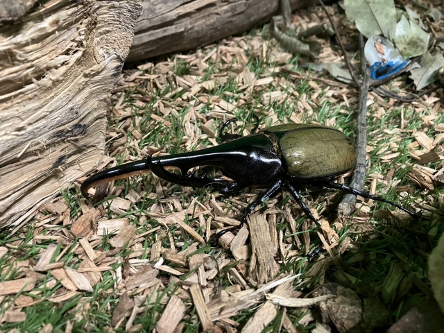 ヘラクレスオオカブトムシ