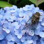 ヒグラシと花