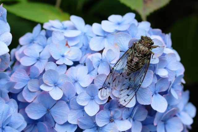 ヒグラシと花
