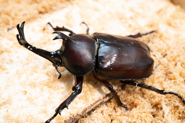 カブトムシ