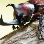 カブトムシ