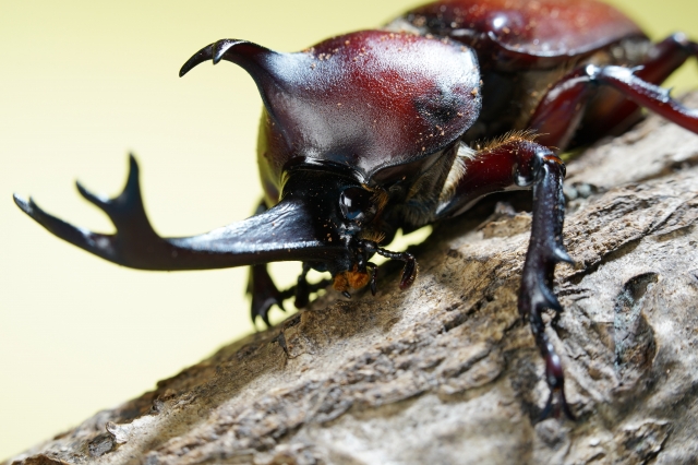 カブトムシ