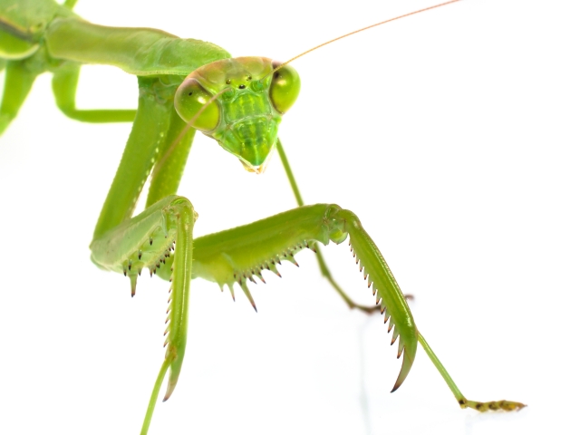 カマキリ
