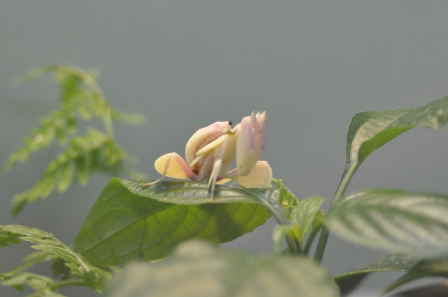 ハナカマキリ