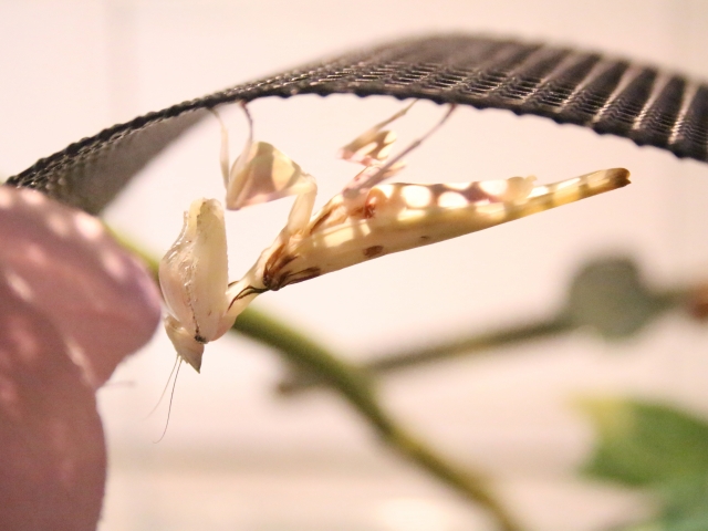 ハナカマキリ