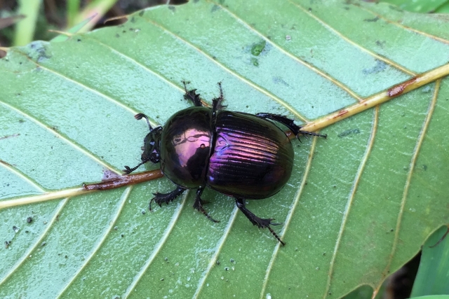 オオセンチコガネ