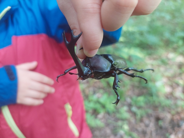 カブトムシを捕まえる