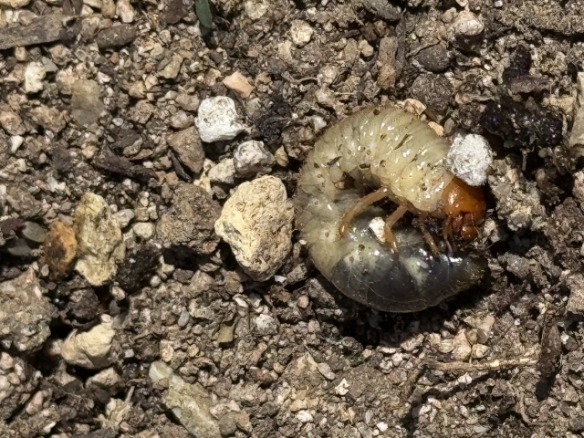 カナブンの幼虫