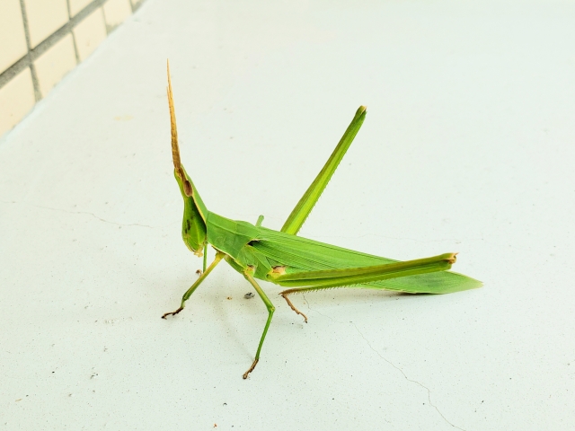 ショウリョウバッタ