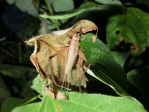 マツムシの種類を徹底解説！鳴き声から見分け方、生態まで | インセクト・ラボ～昆虫記～