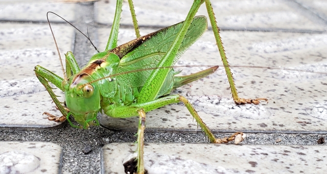 キリギリス
