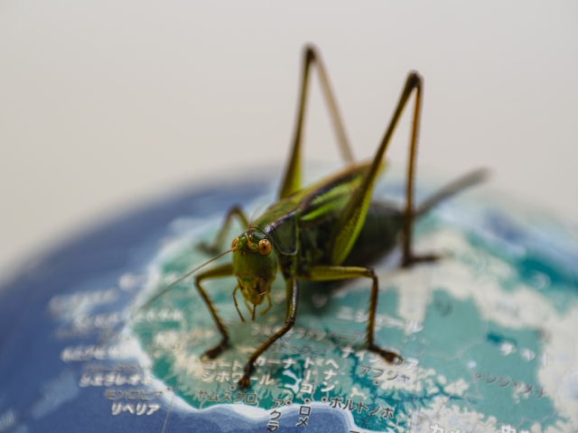 キリギリス