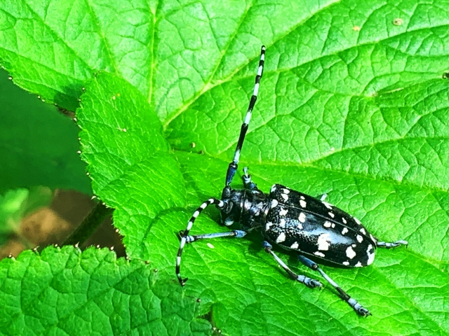 カミキリ
