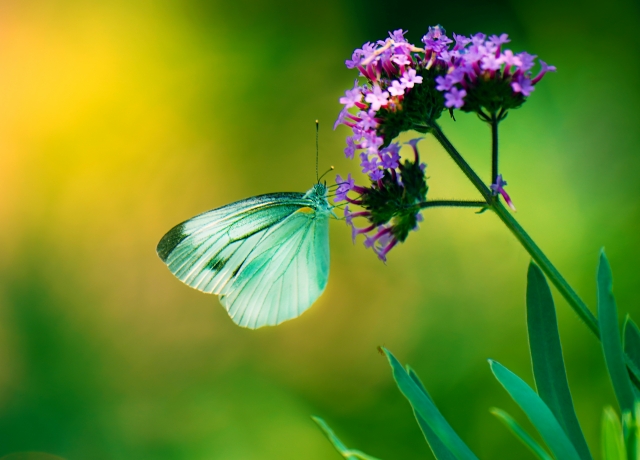 モンシロチョウ