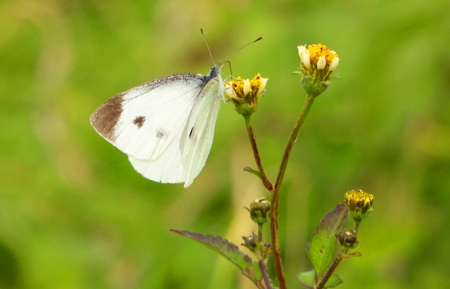 モンシロチョウ