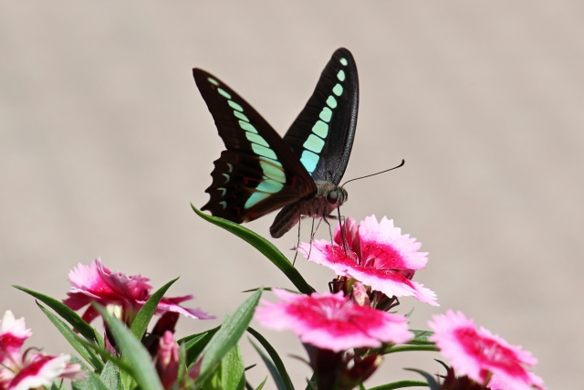 アオスジアゲハ