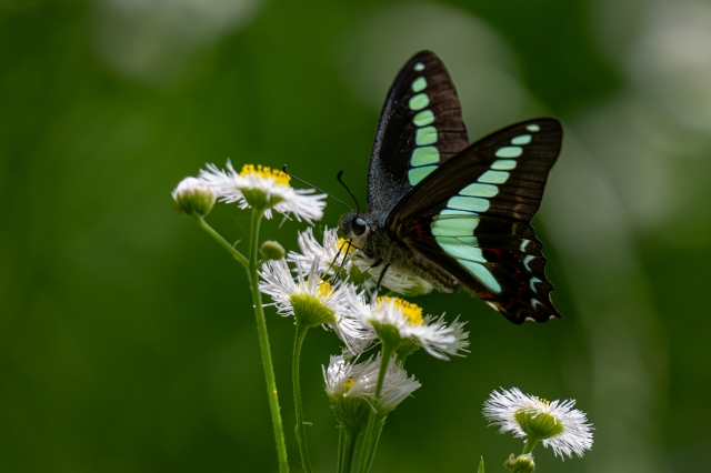 アオスジアゲハ
