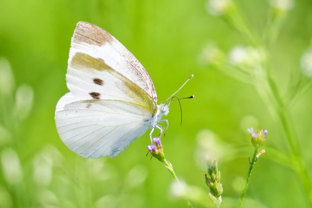 モンシロチョウ