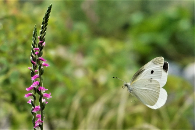 モンシロチョウ