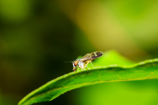 ショウジョウバエ