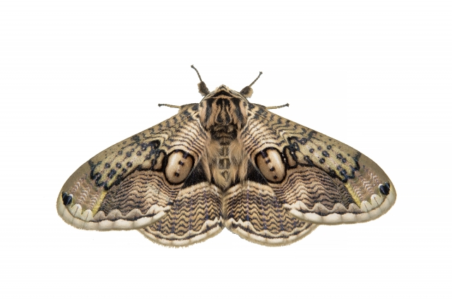 蛾
