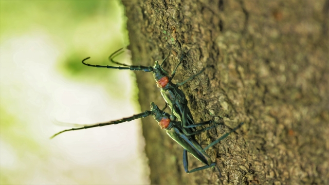 クビアカツヤカミキリ