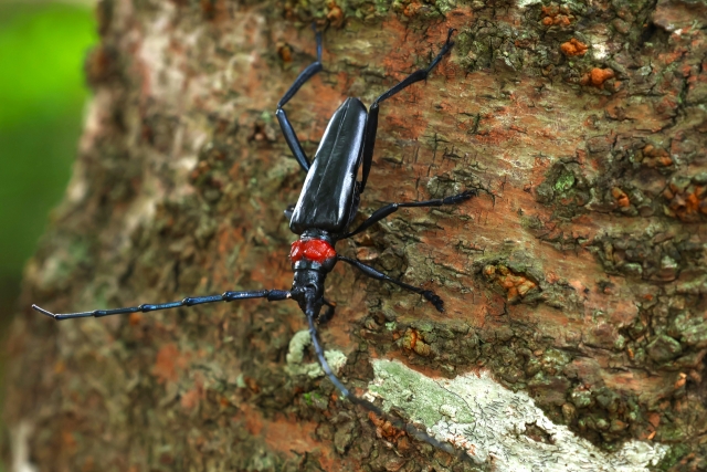 クビアカツヤカミキリ