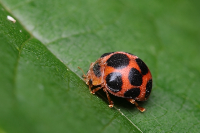 トホシテントウ
