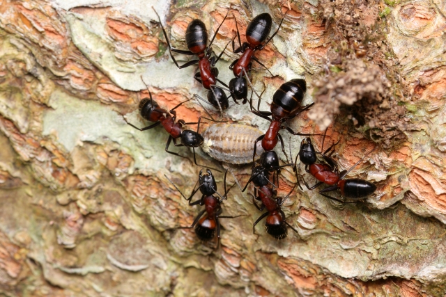 ムネアカオオアリ