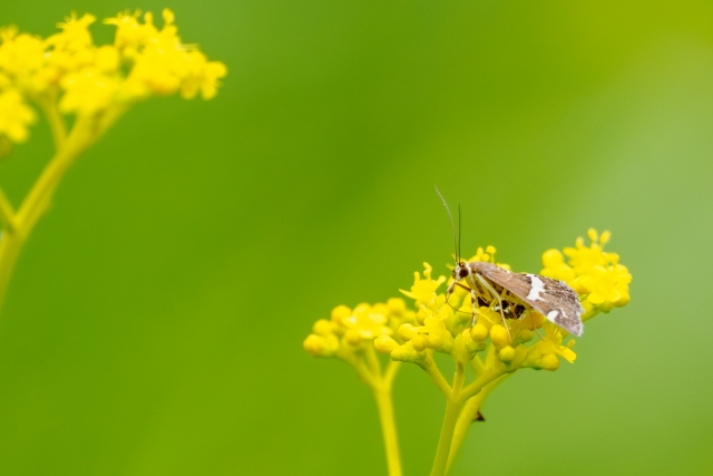 シロオビメイガ