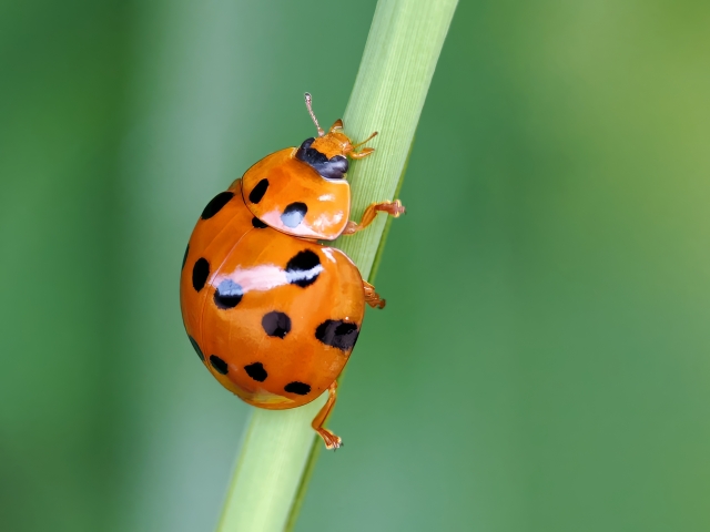 ハラグロオオテントウ