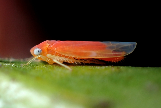 ベニヒメヨコバイ