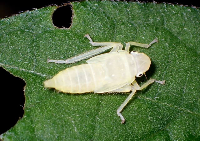ヨコバイの幼虫