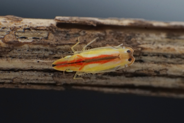 クロスジホソサジヨコバイ