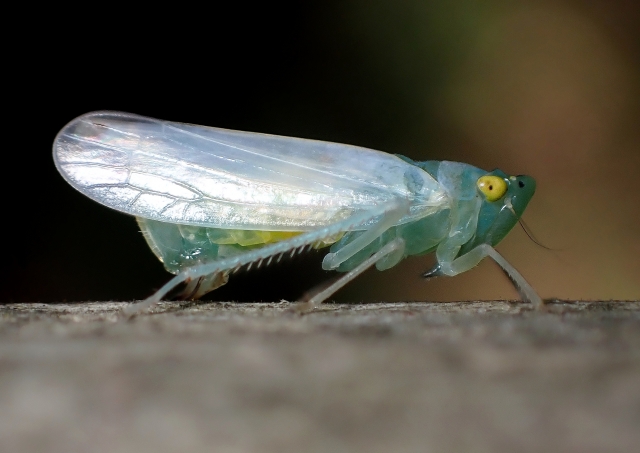 クワキヨコバイ