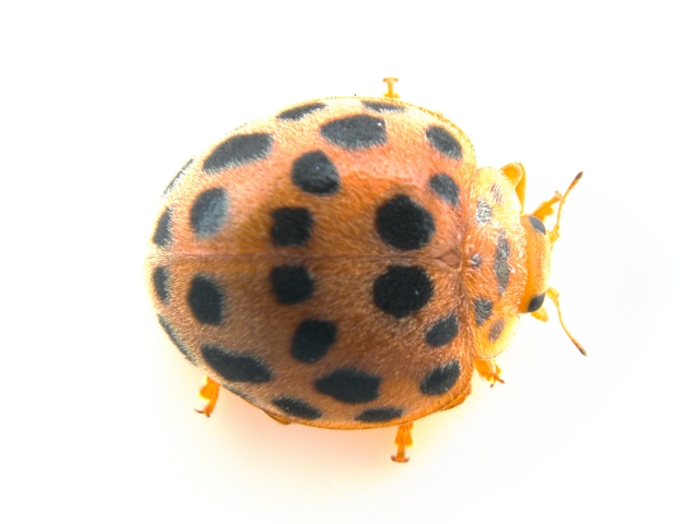 ニジュウヤホシテントウ